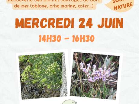 Sortie nature - Découverte des plantes du littoral