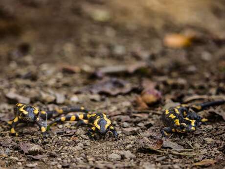 Balade : La nuit des salamandres - Venez découvrir la vie étonnante des salamandres sur le site naturel des Plomarc'h!