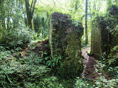 Randonnée guidée - Trésors cachés en forêt de Toulfoën