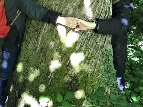 Bain de forêt