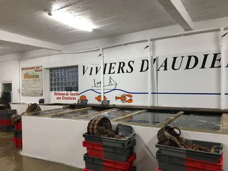 Viviers d'Audierne