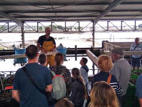 Visite commentée : coquillages et crustacés