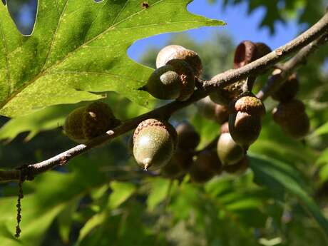 De la flore au Land art