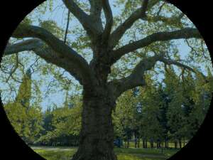 Exposition "Les arbres remarquables"