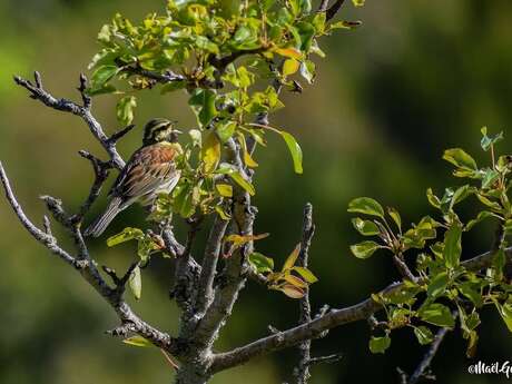 A la découverte des chants des oiseaux