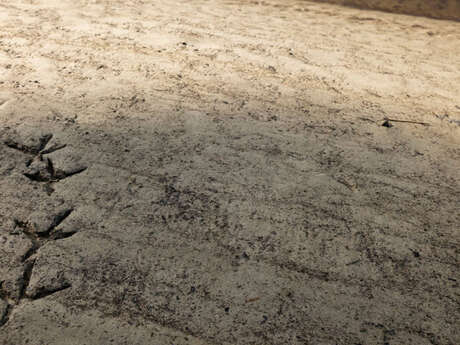 Visite naturaliste "En piste !"