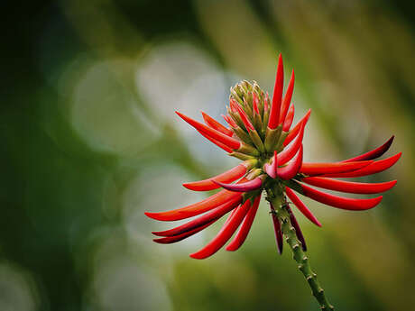 Parc Botanique Ar Paëron