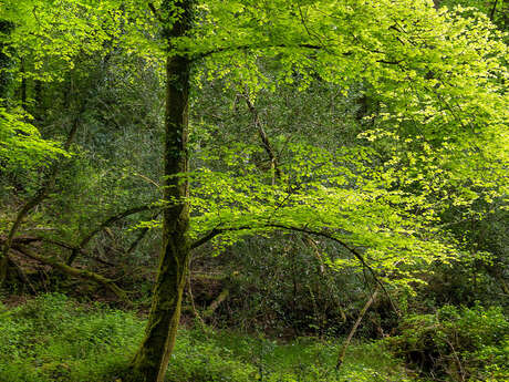 Exposition: Forêt, préserver pour exister