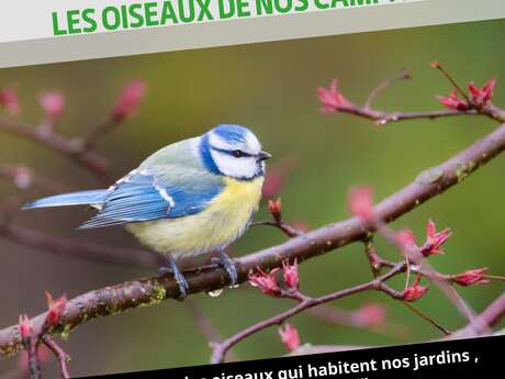Exposition - Les oiseaux de nos campagnes