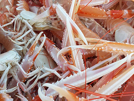 BEFORE Fête de la Langoustine