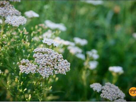 Atelier Naturopathie avec Isabelle Royer - Naturopathe Hildegardienne