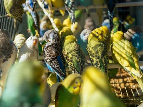 Exposition - Bourse d'oiseaux et volailles