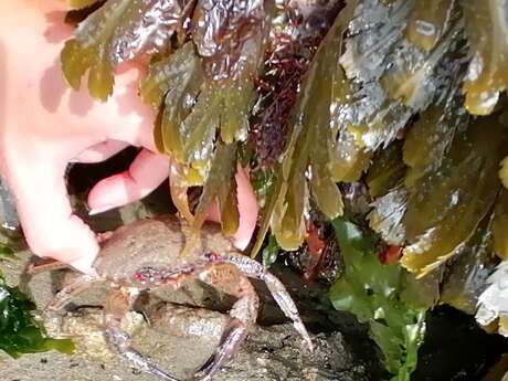 Sortie nature - La vie dans les rochers à marée basse