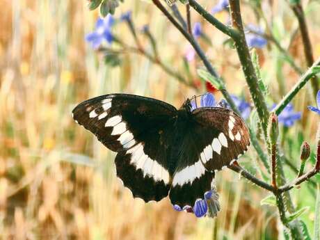 Fête de la nature à l'Ecolieu Kervillé