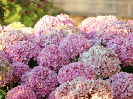 Festival de l'Hortensia