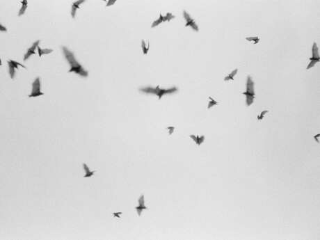 Nuit de la Chauve-Souris