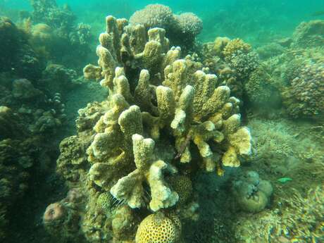 Randonnée Subaquatique (Snorkeling)