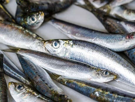Fête de la sardine