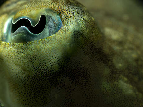 Animations au Marinarium
