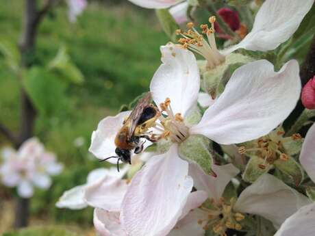 Sortie nature - Les Vergers de Kermao
