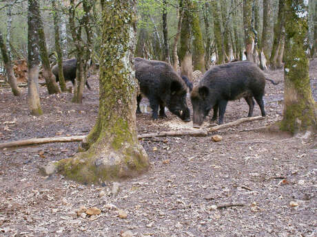 Sangliers de Mortemart