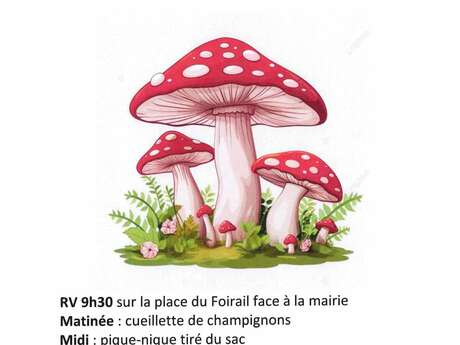 Sortie mycologique gratuite