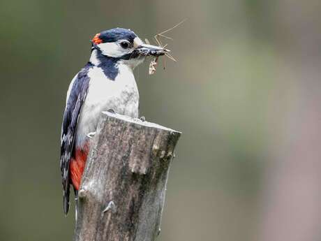 Les oiseaux en bord de Tardoire