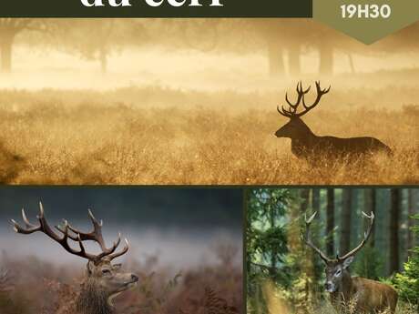 Soirée brame du cerf