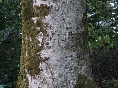 Arbre de la Liberté