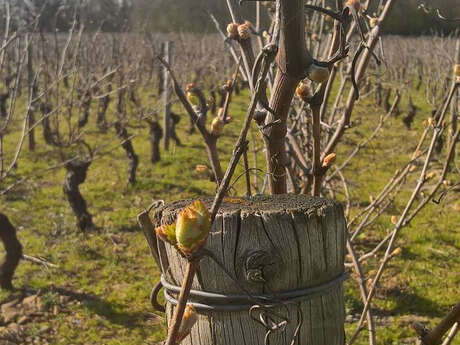 Domaine Gabrielle Angélique