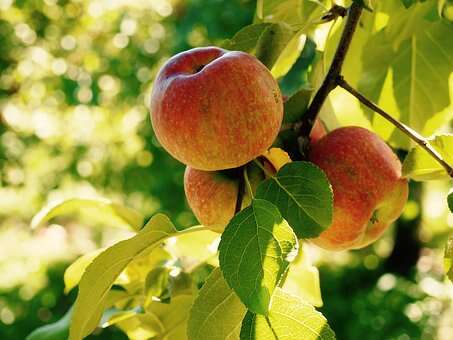 Fête de la Pomme et marché festif