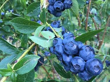 Myrtilles et petits fruits, les Vergers de Claud