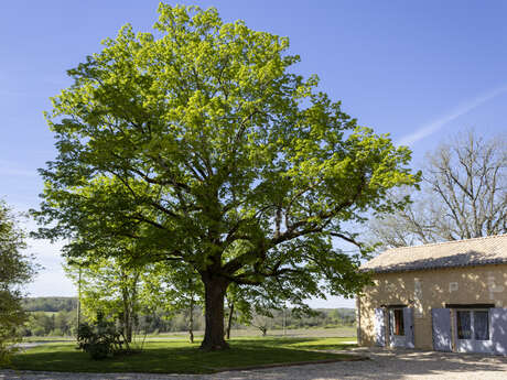 Gites des Tilleuls - Mésange