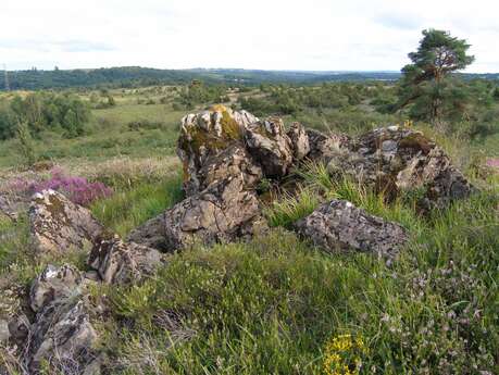 Découverte de la lande serpentinicole du Cluzeau et de la Flotte