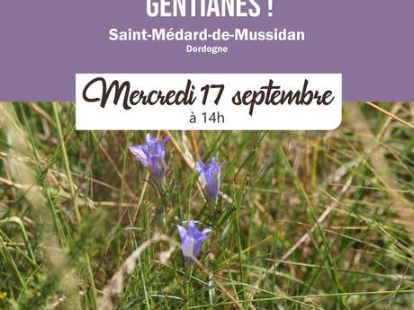 Un, deux, trois... gentianes ! Comptage participatif