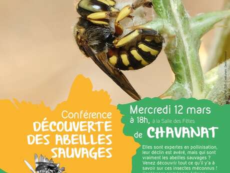 Conférence "Les abeilles sauvages"