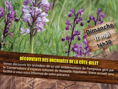 Sortie nature : Découverte des orchidées de la Côte-Belet
