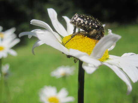 La Marguerite Étoilée