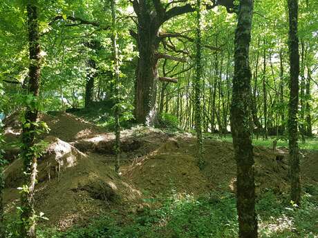 Découverte de la celle grandmontaine du Cluzeau