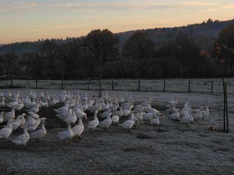 Ferme avicole de Cheni (volailles)