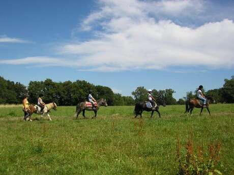 Centre équestre - Cheval Pot' âgé