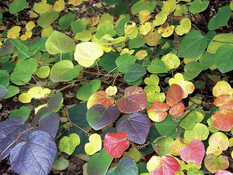 Journées des plantes d'automne