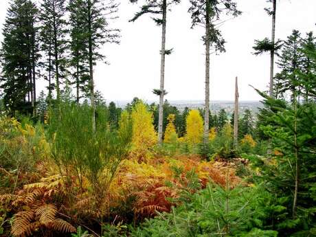 Le Bois de Chabannes