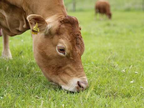 Gaec du Lac - viande bovine limousine Bio