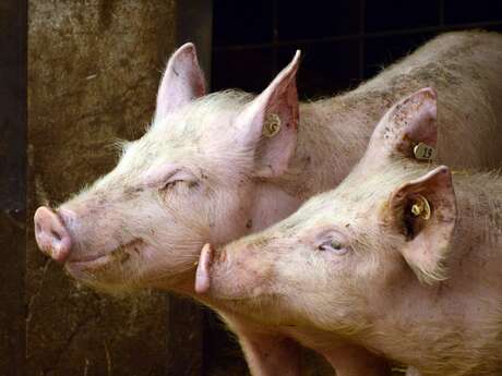 La Ferme de la Vallée de la Brame - porc, agneau