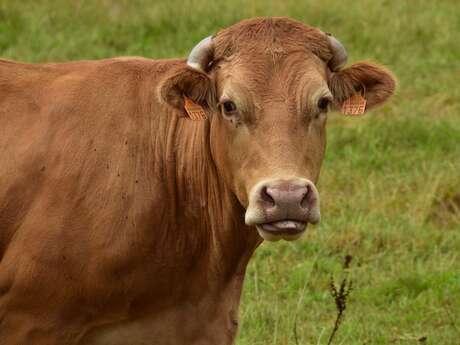 GAEC de Champagnat - Viande limousine