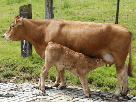 La Limousine de Laëtitia et Marc - Viande bovine limousine