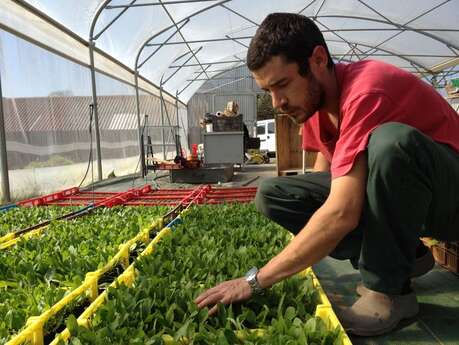 Les plants bio du GAEC Le Jardin d'Albert