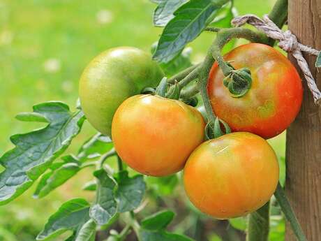 Fruits et légumes La tomate écarlate