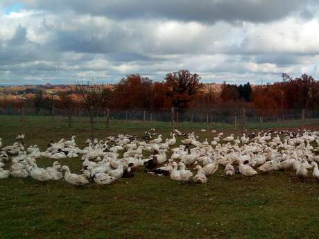 Produits frais et conserves de canards gras - Ferme de Lauzanne